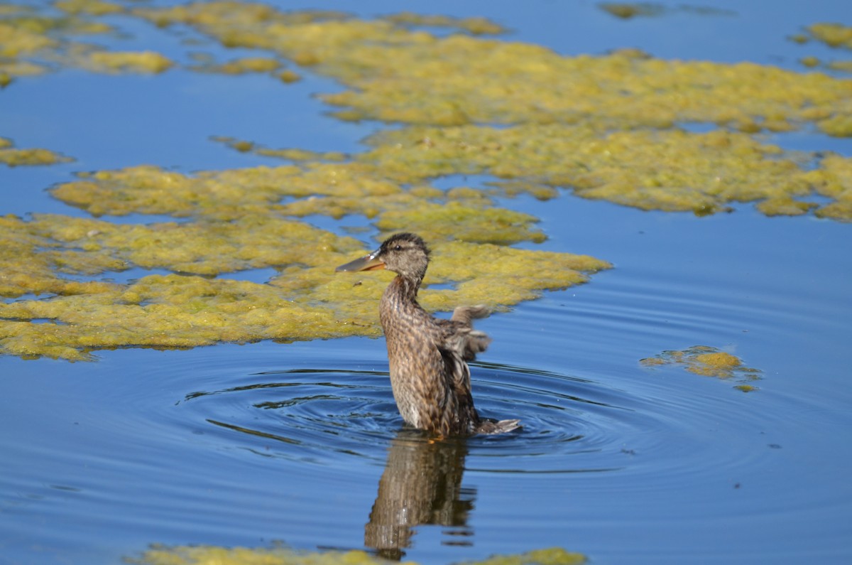 Northern Shoveler - Carmen Tavares