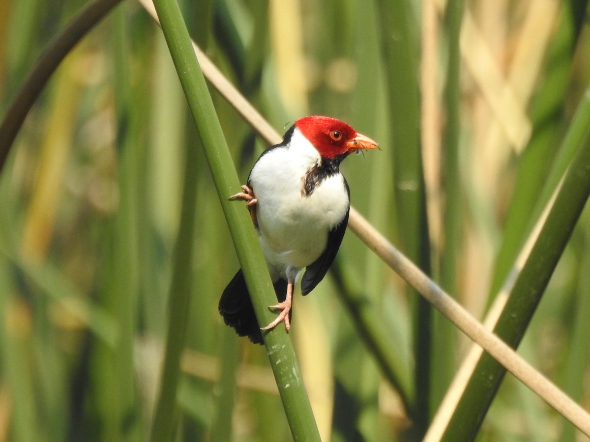 Yellow-billed Cardinal - ML622087976