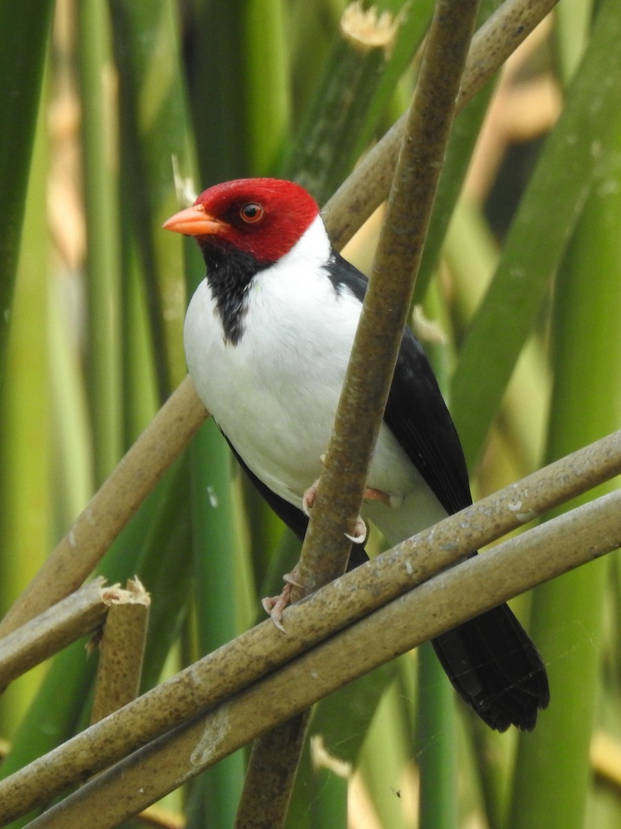 Yellow-billed Cardinal - Patricio Ramírez Llorens