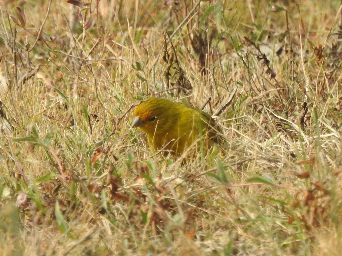 Saffron Finch - ML622087993