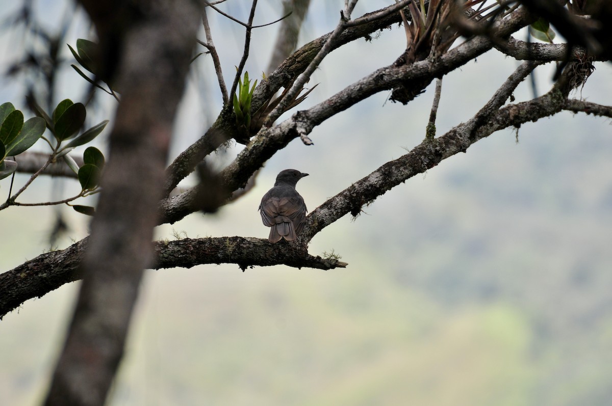 Chestnut-capped Piha - ML622088008