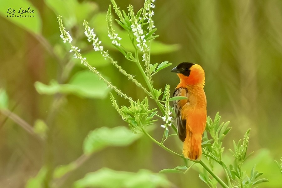 Northern Red Bishop - ML622088012