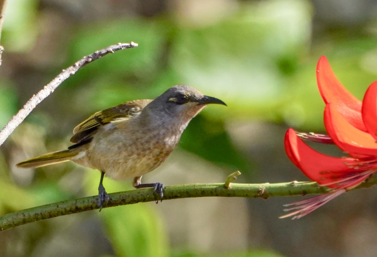 Brown Honeyeater - ML622088013