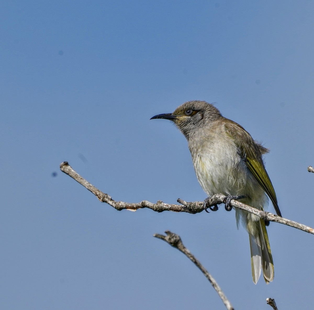 Brown Honeyeater - ML622088014