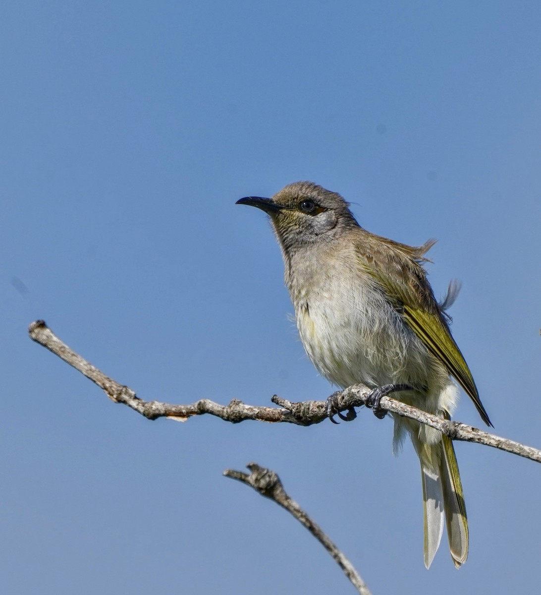 Brown Honeyeater - ML622088015