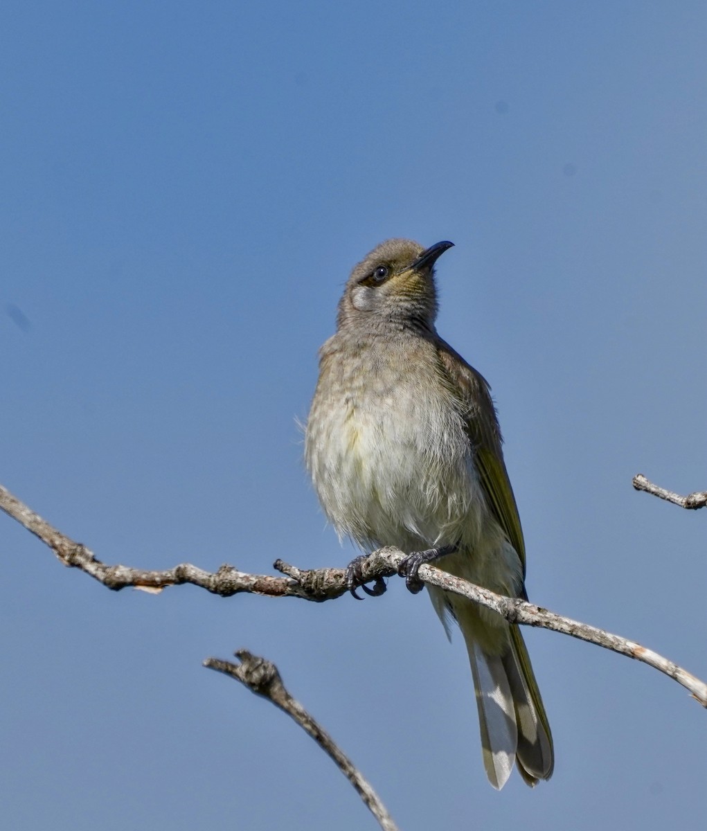 Brown Honeyeater - Ian Kerr