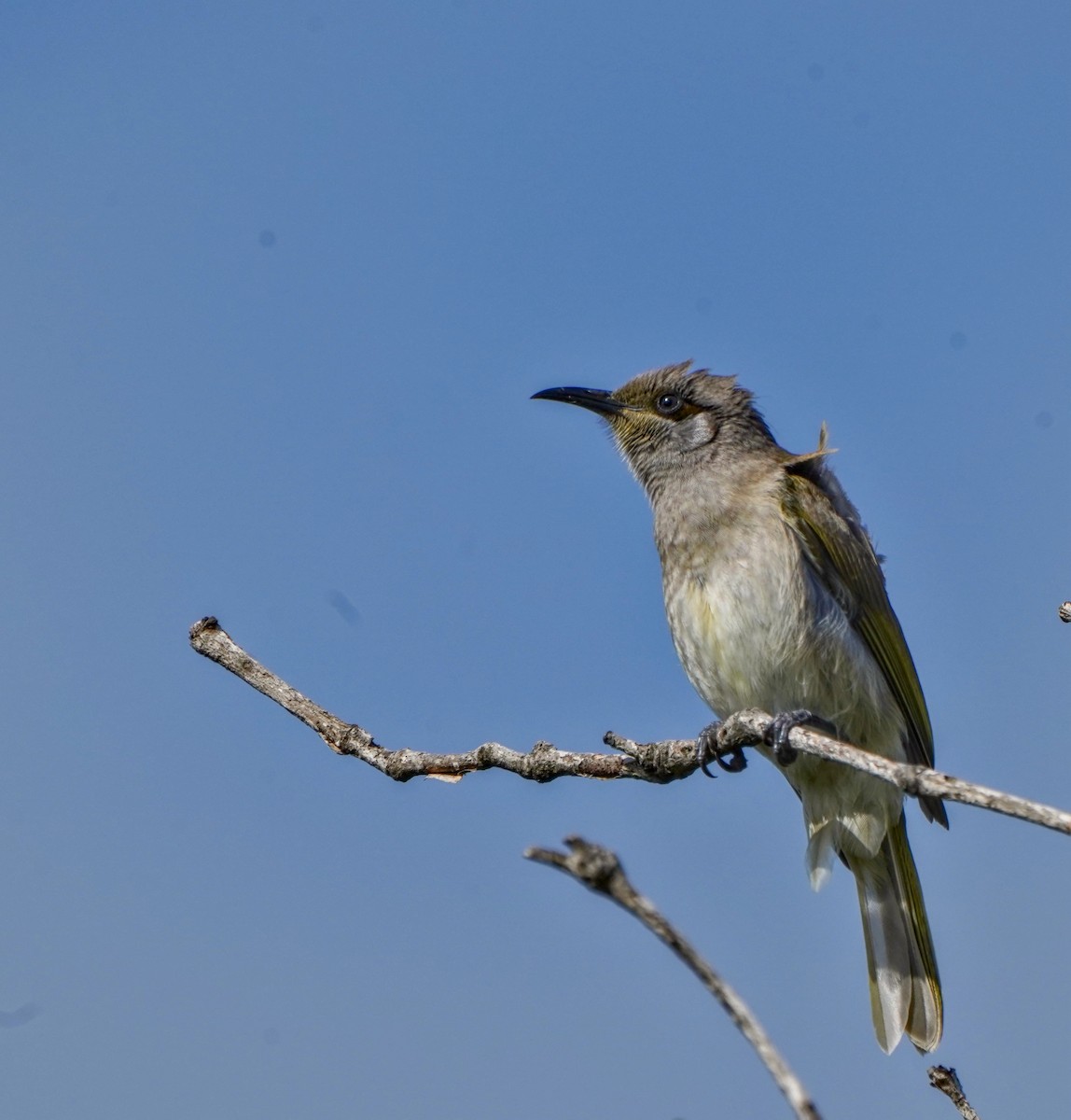 Brown Honeyeater - ML622088017