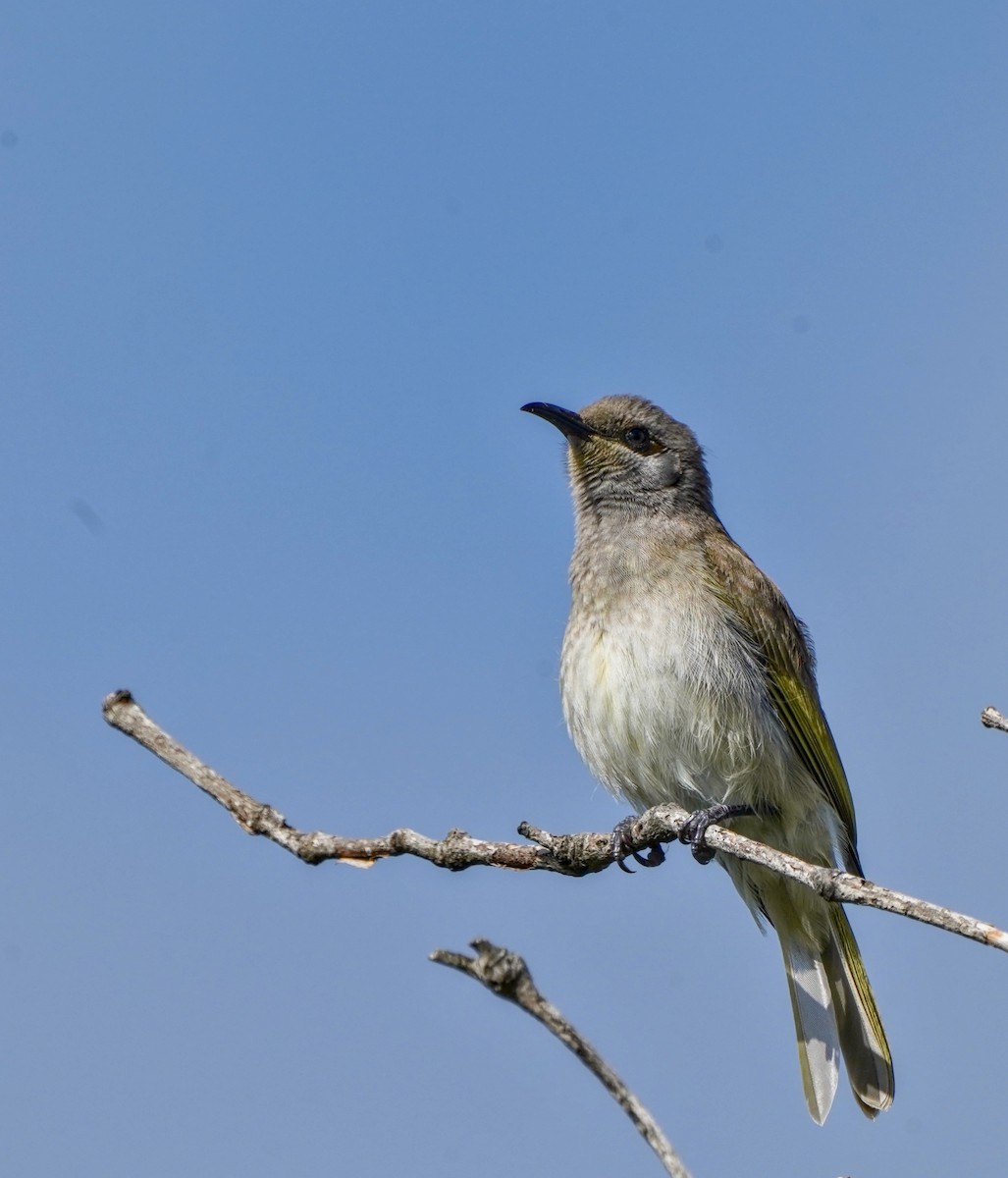 Brown Honeyeater - ML622088018