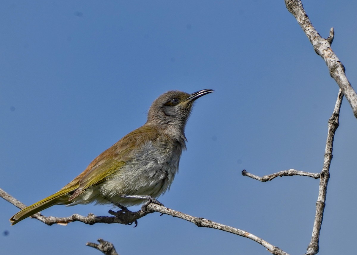 Brown Honeyeater - ML622088019