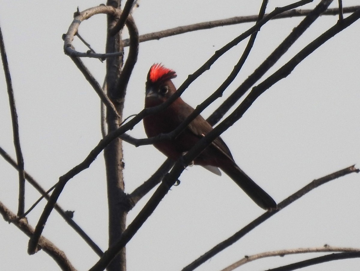 Red-crested Finch - ML622088020