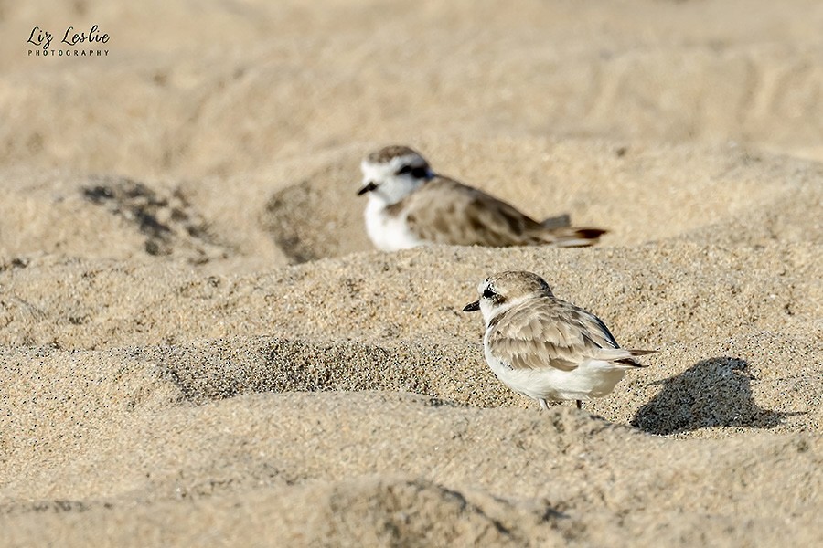 Snowy Plover - ML622088021