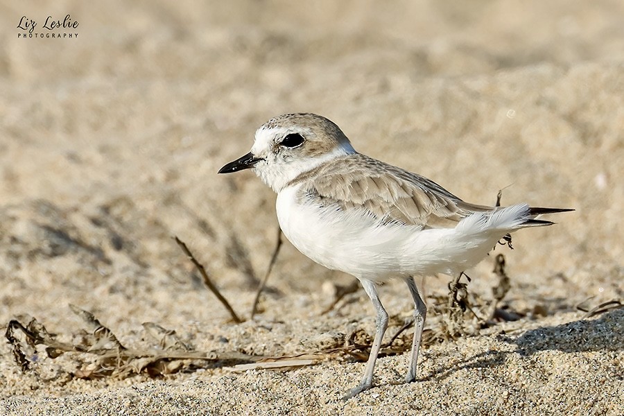 Snowy Plover - ML622088022