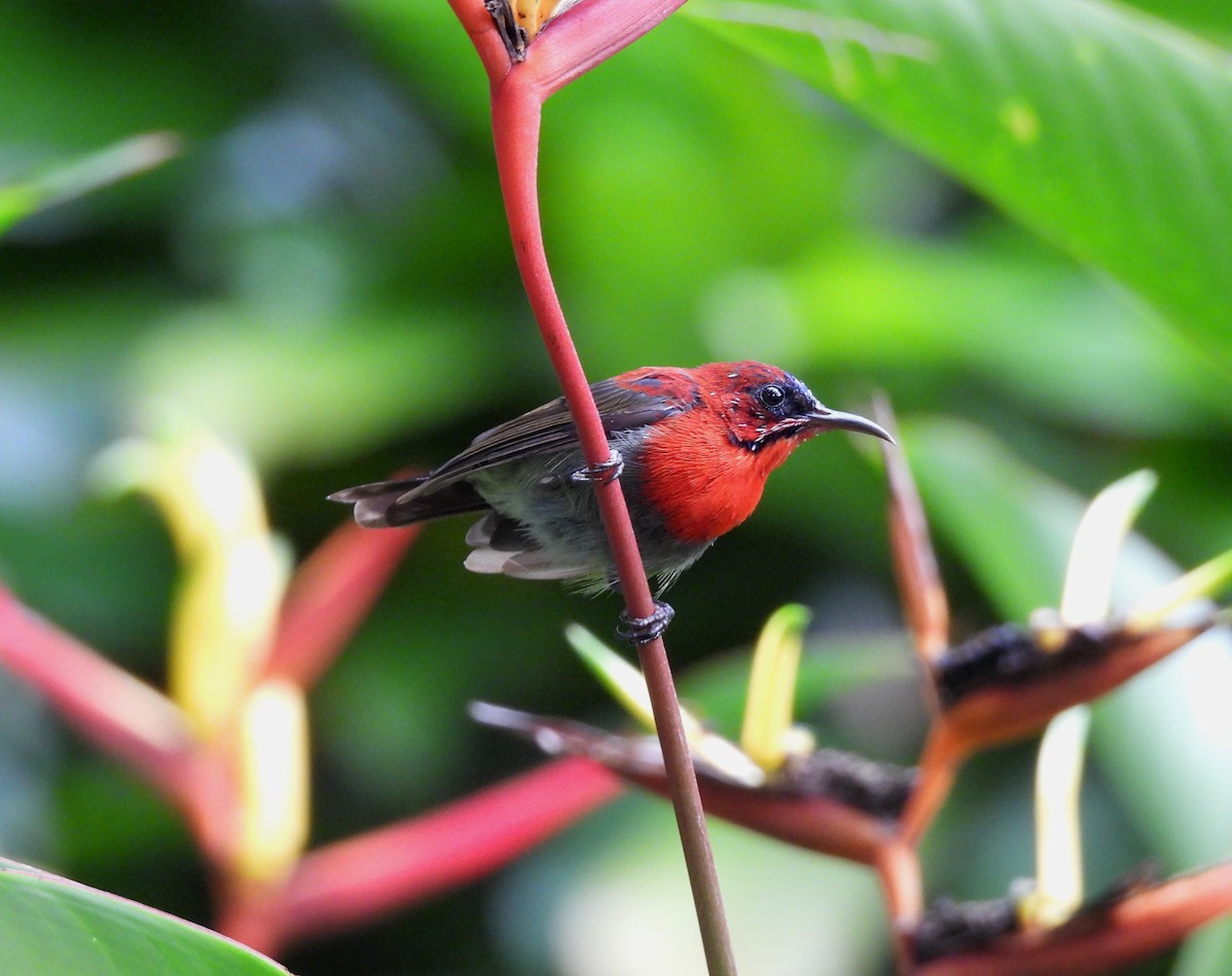 Crimson Sunbird - ML622088023