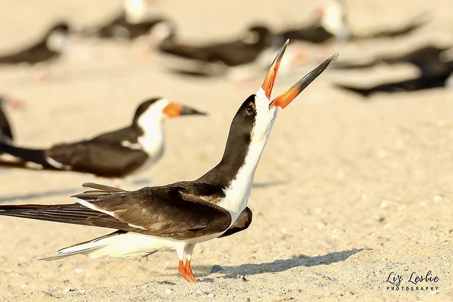 Black Skimmer - ML622088024