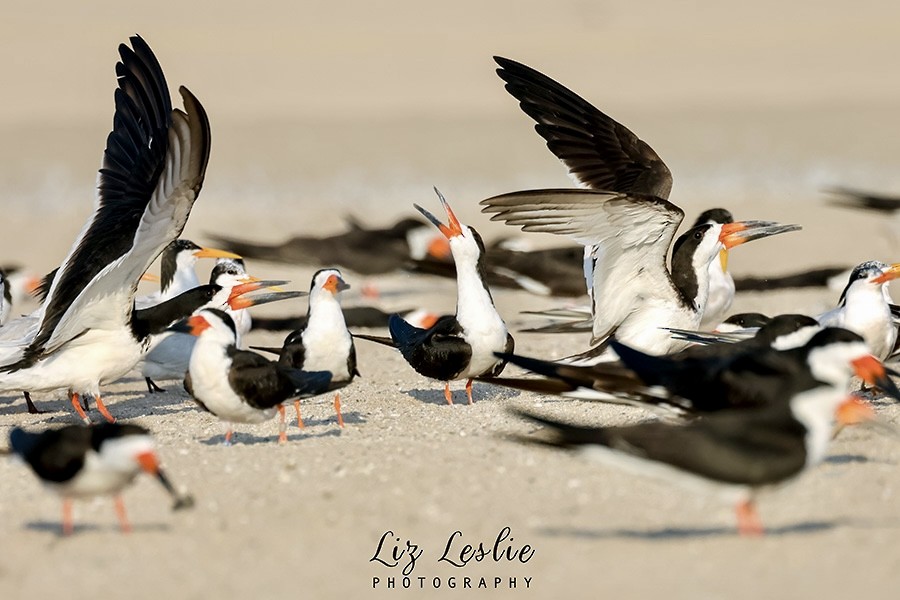 Black Skimmer - elizabeth Leslie