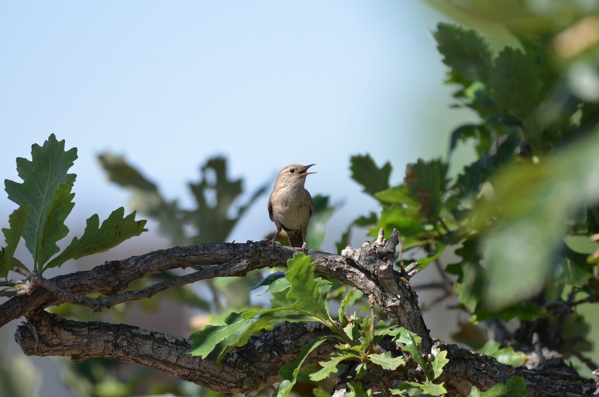 House Wren - ML622088038