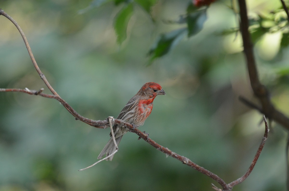 House Finch - ML622088043