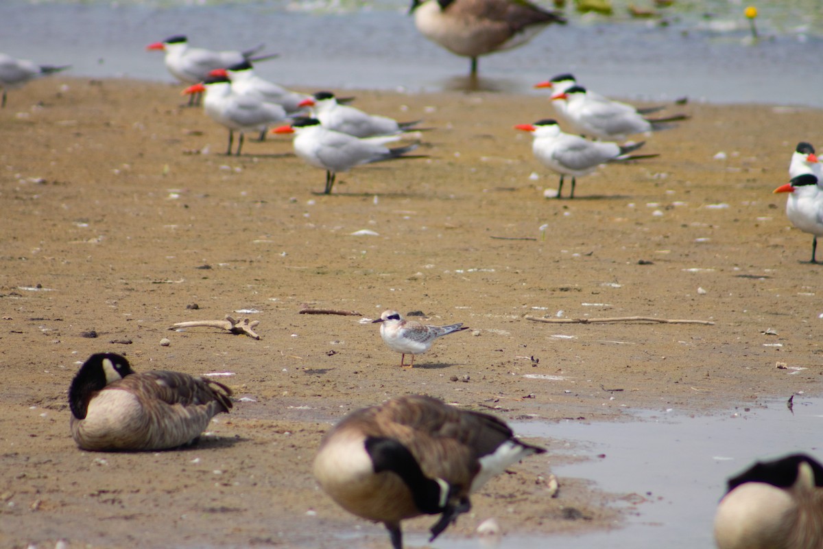 Forster's Tern - ML622088053