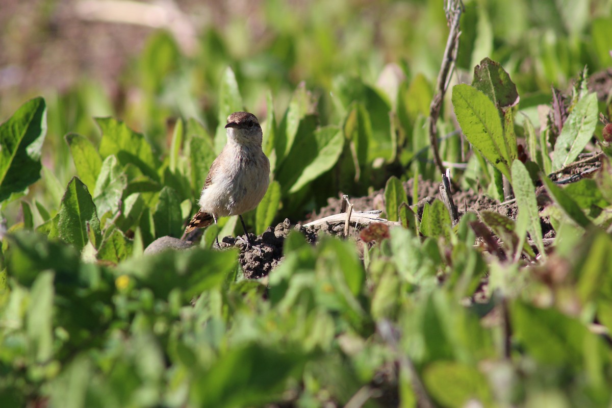 Rock Wren - ML622088086