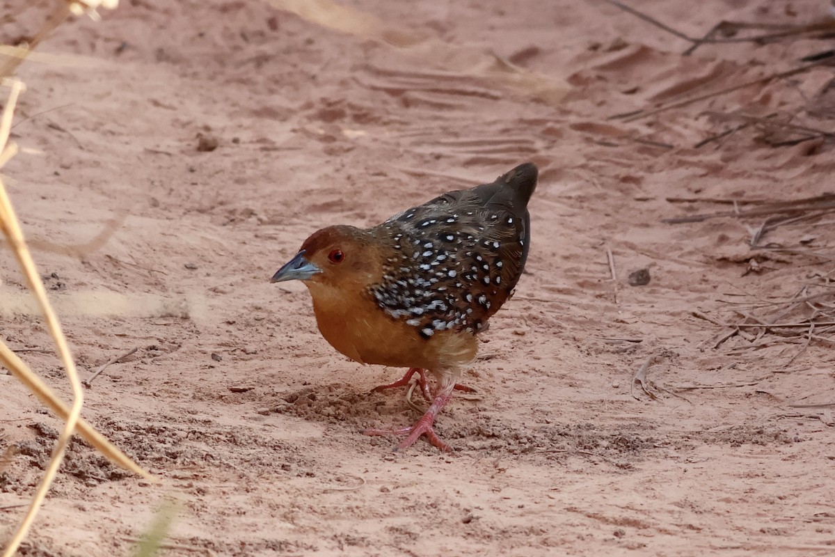 Ocellated Crake - ML622088090