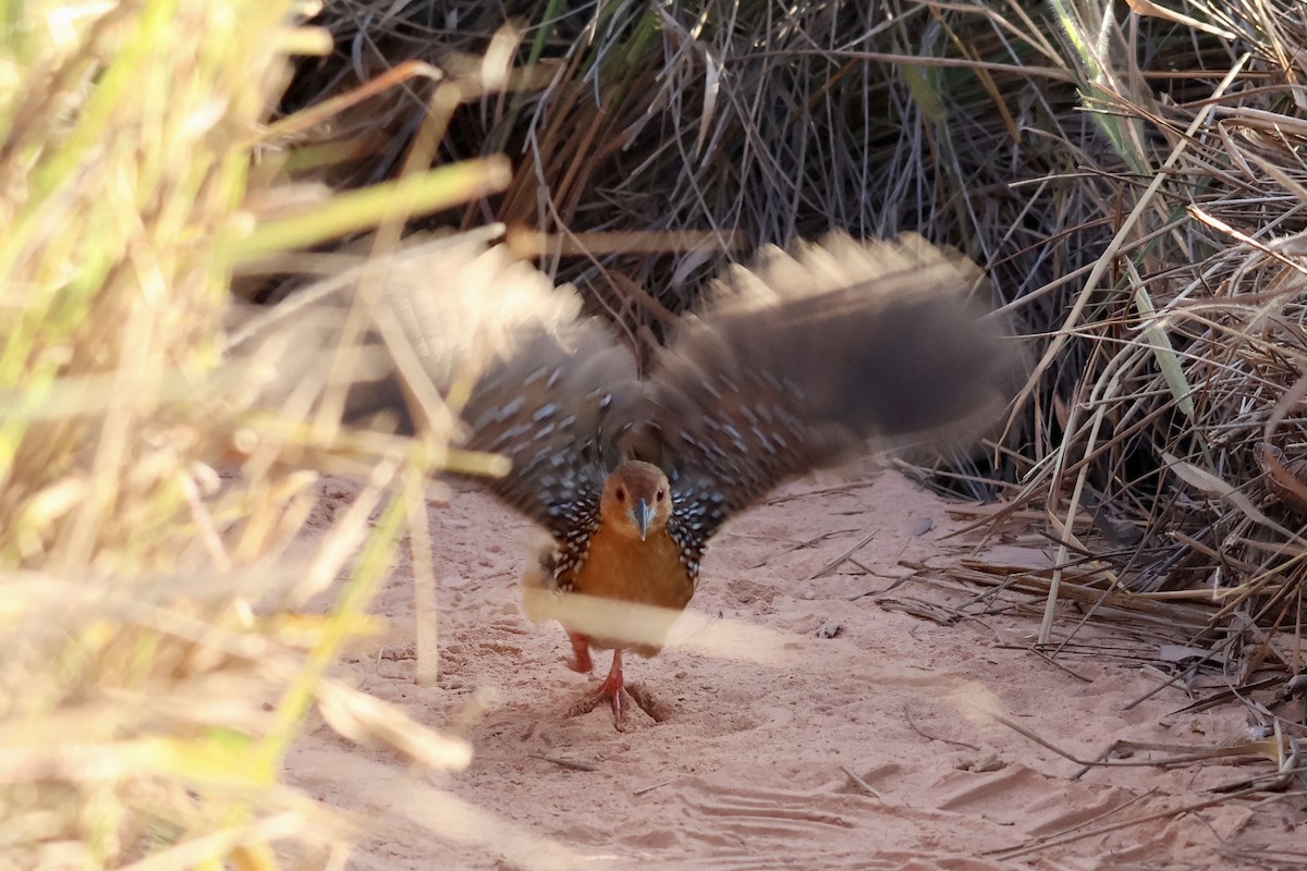 Ocellated Crake - ML622088091