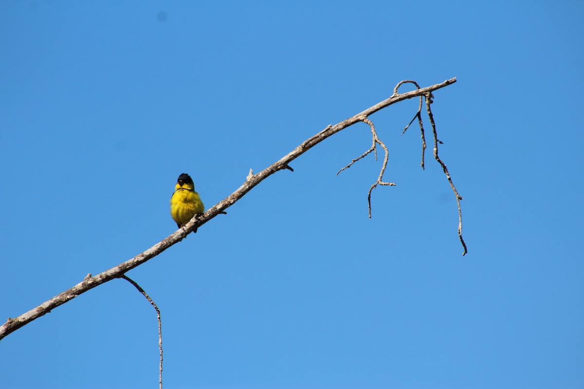 American Goldfinch - ML622088101