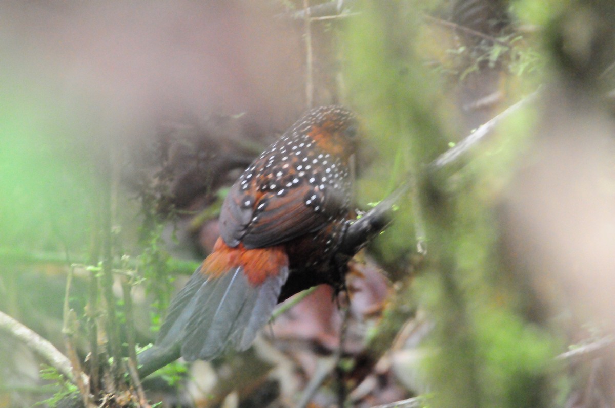 Tapaculo Ocelado - ML622088110