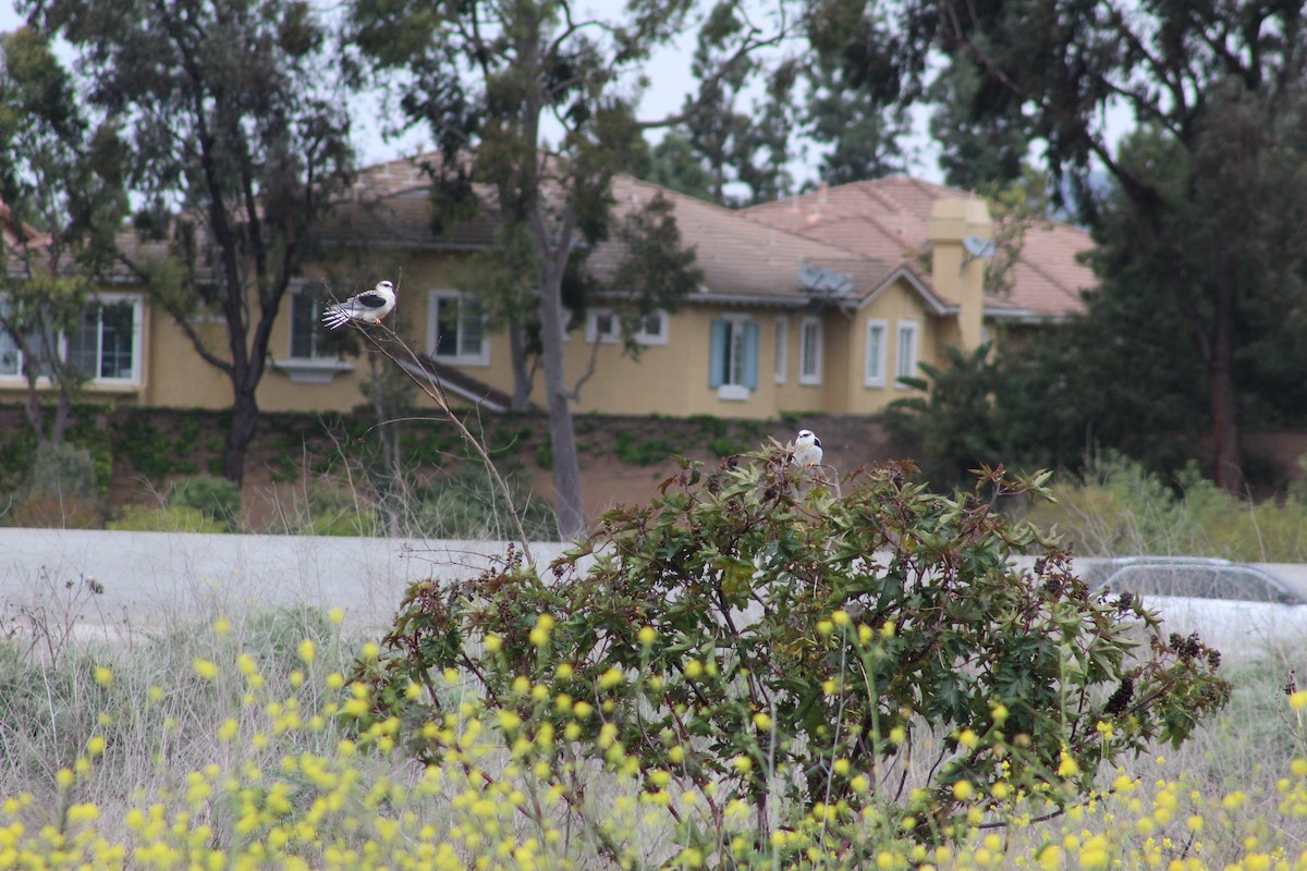 White-tailed Kite - ML622088115