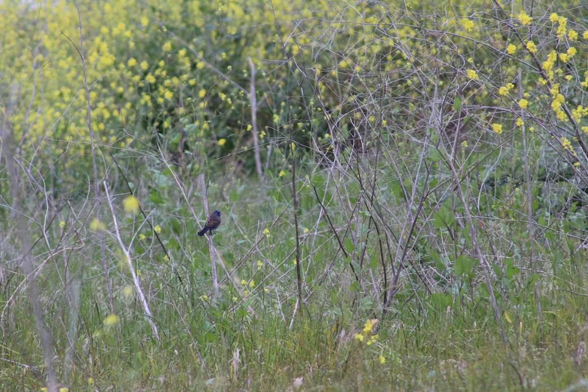 Blue Grosbeak - ML622088120