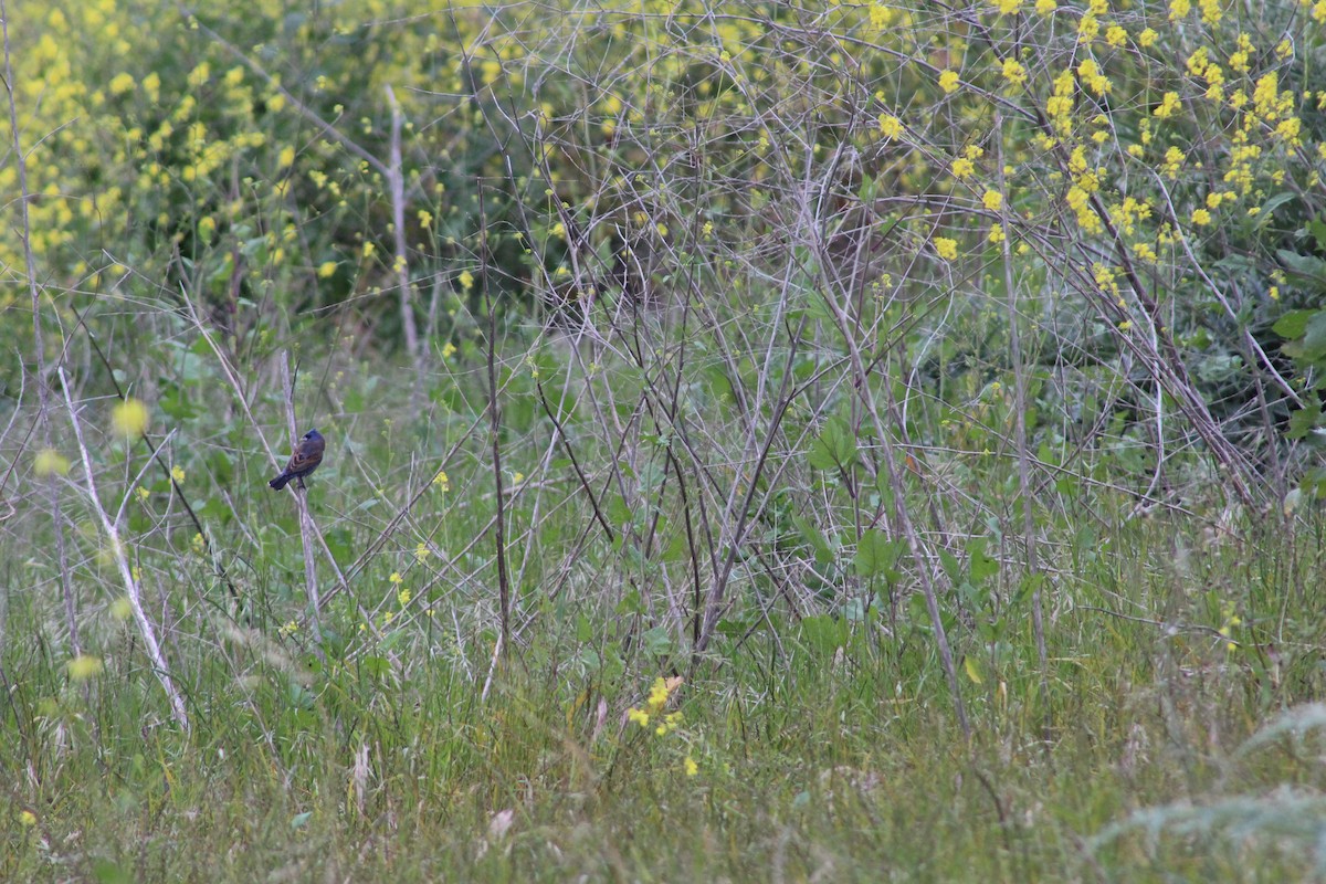 Blue Grosbeak - ML622088123