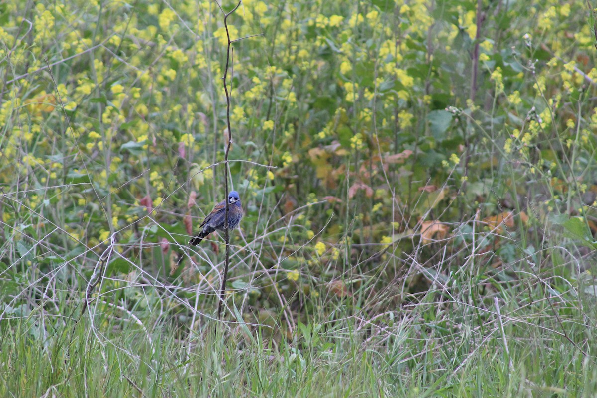 Blue Grosbeak - ML622088127