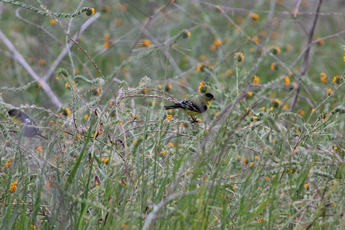 Lesser Goldfinch - ML622088131