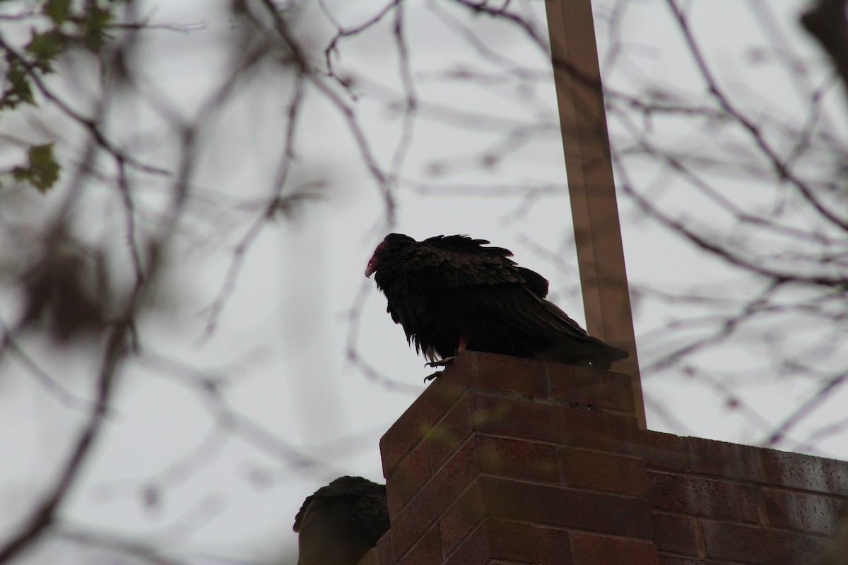 Turkey Vulture - ML622088156