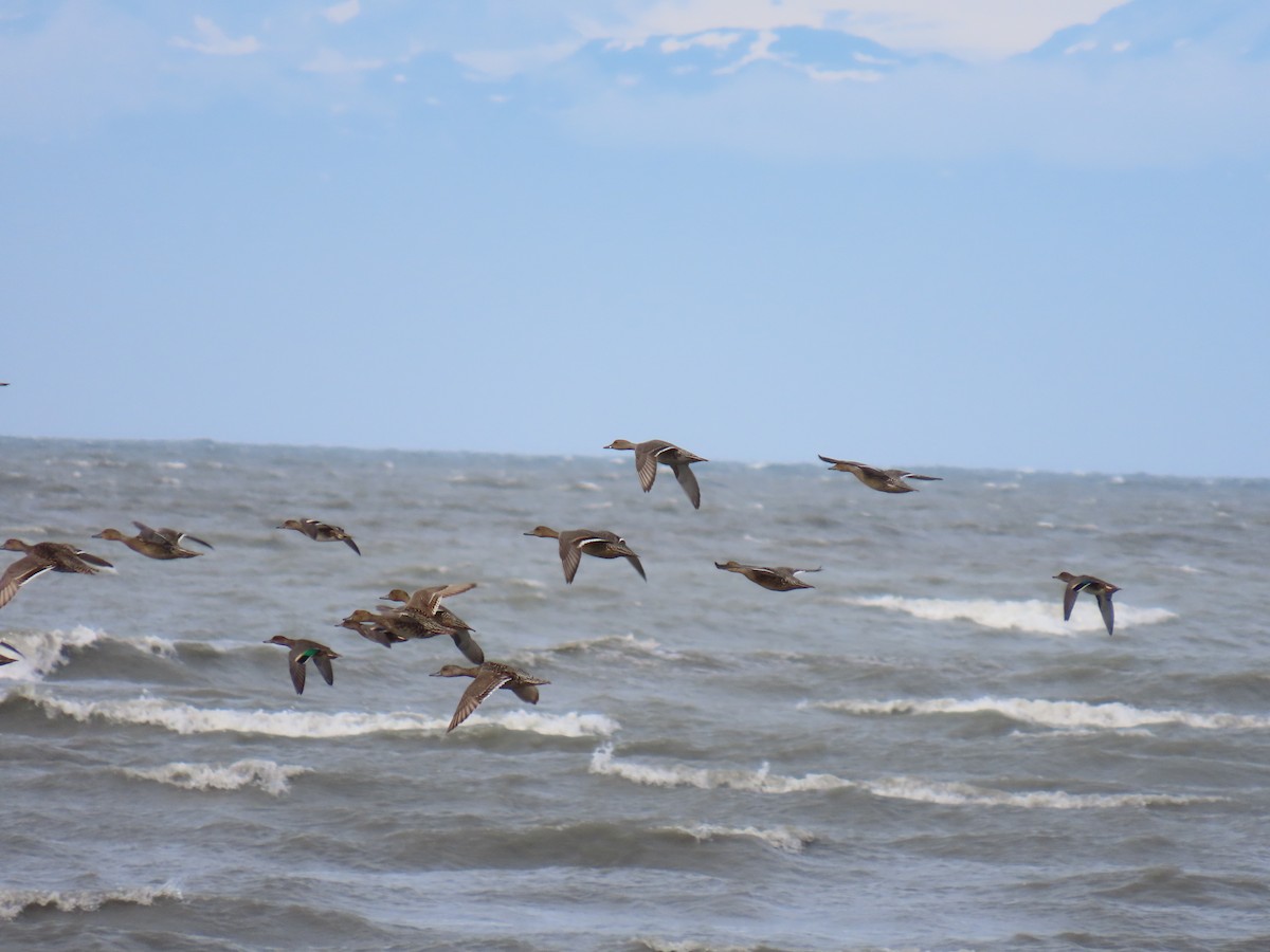 Northern Pintail - ML622088163