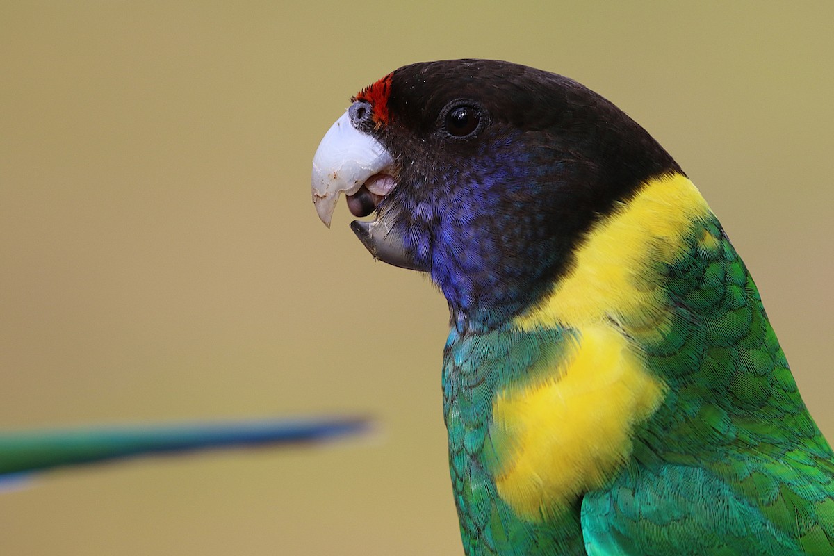 Australian Ringneck (Twenty-eight) - ML622088190