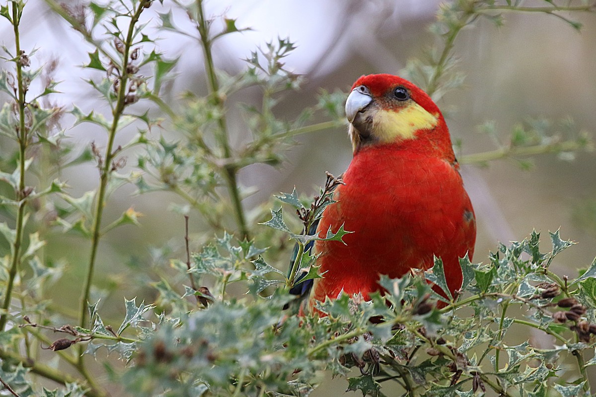 Western Rosella - ML622088195