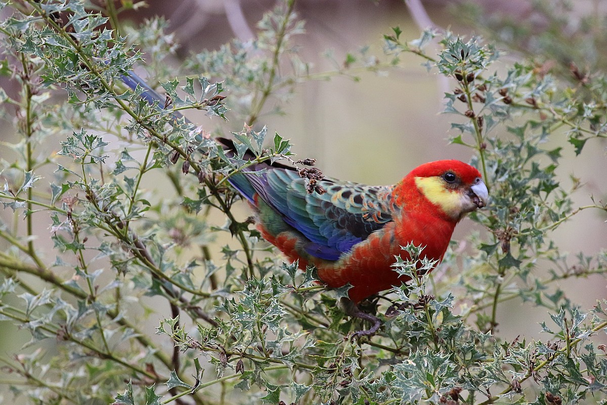Western Rosella - ML622088196
