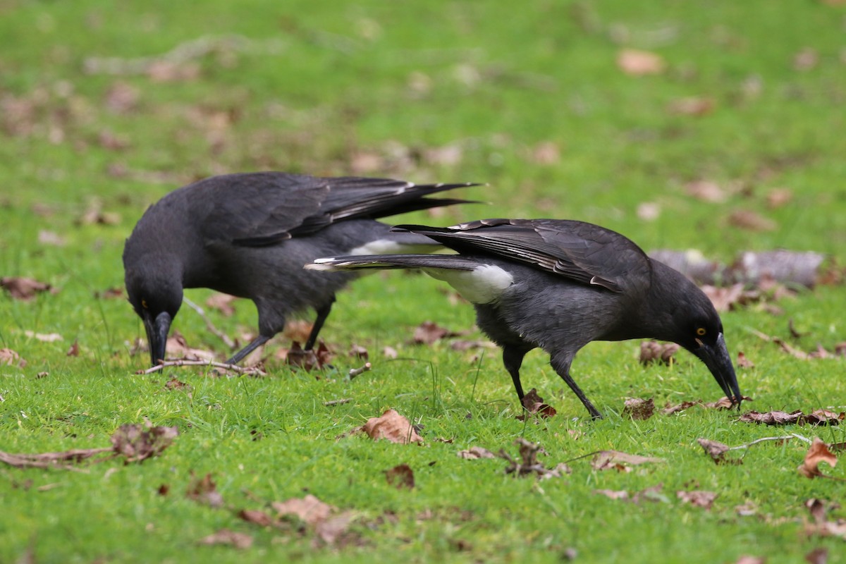 Gray Currawong - ML622088198