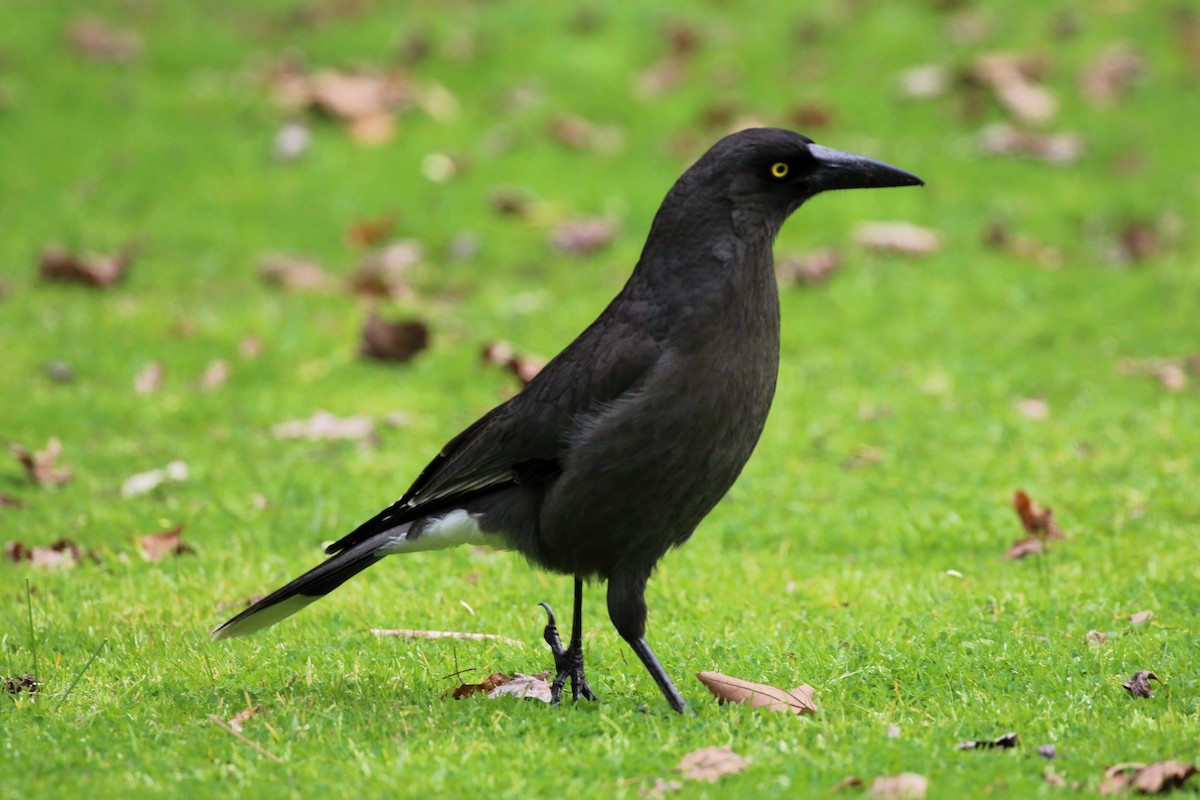 Gray Currawong - ML622088199