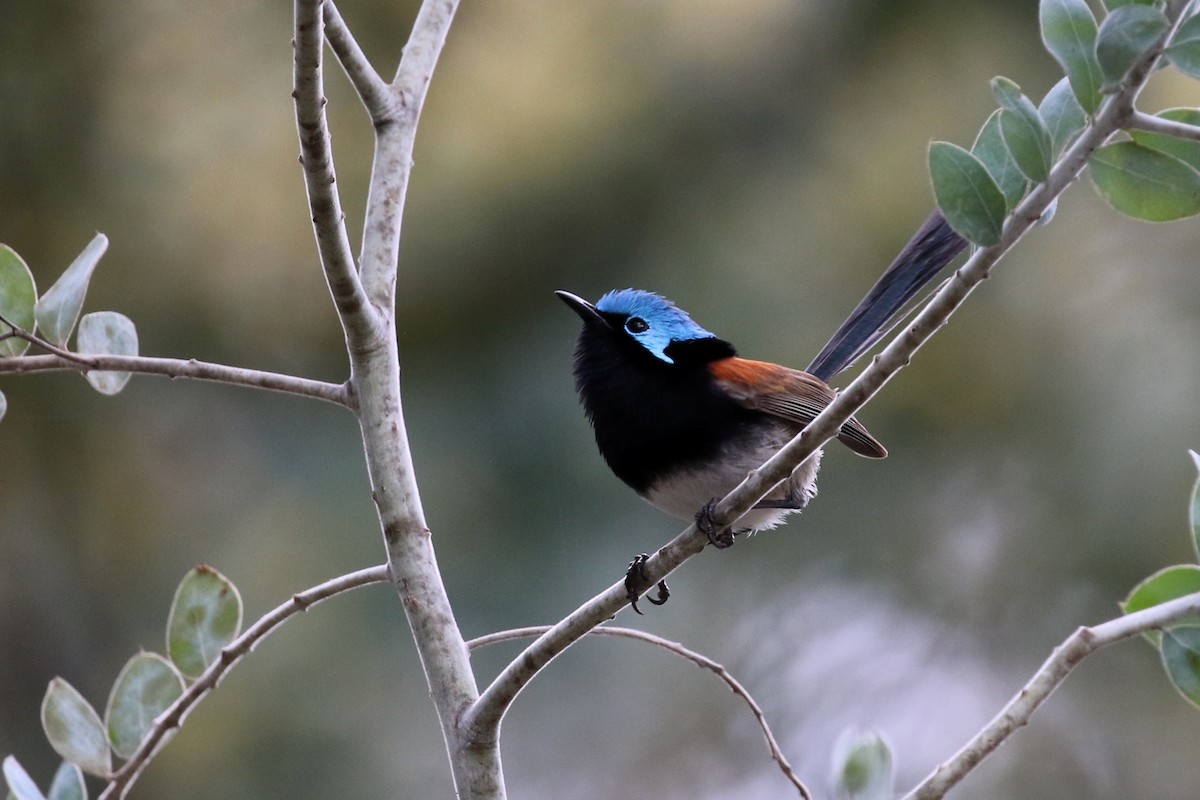 Red-winged Fairywren - ML622088200
