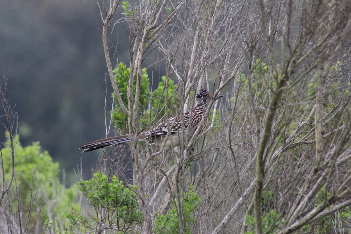 Greater Roadrunner - ML622088203