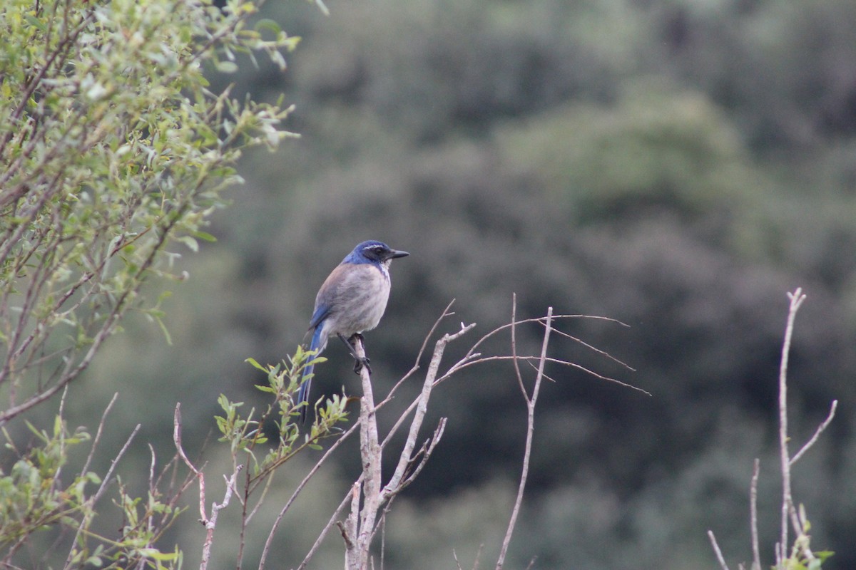 California Scrub-Jay - ML622088206