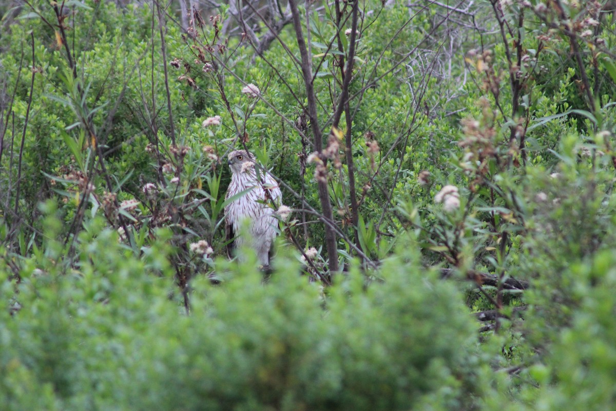 Cooper's Hawk - ML622088209