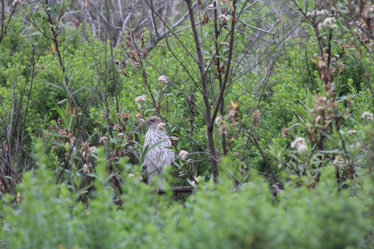 Cooper's Hawk - ML622088211