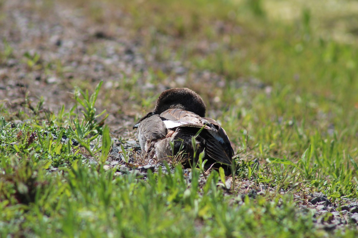 Canard chipeau - ML622088216