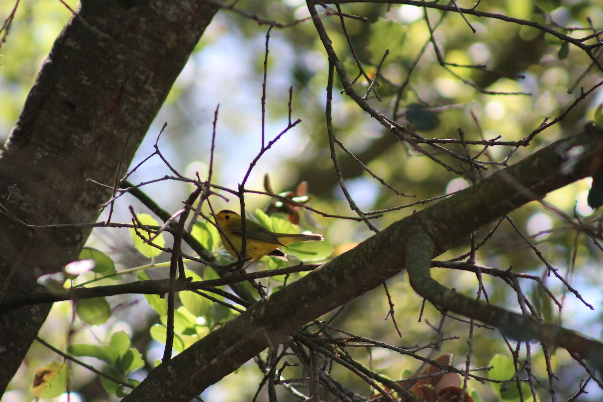 Wilson's Warbler - ML622088226