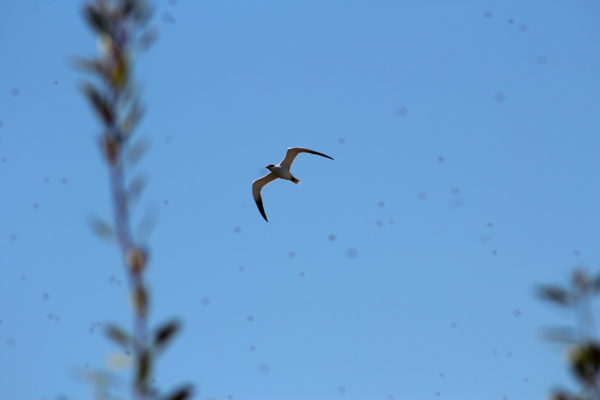 Caspian Tern - ML622088229