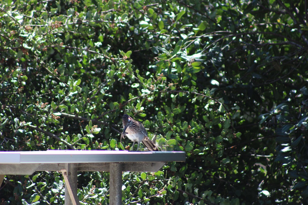 Greater Roadrunner - ML622088230