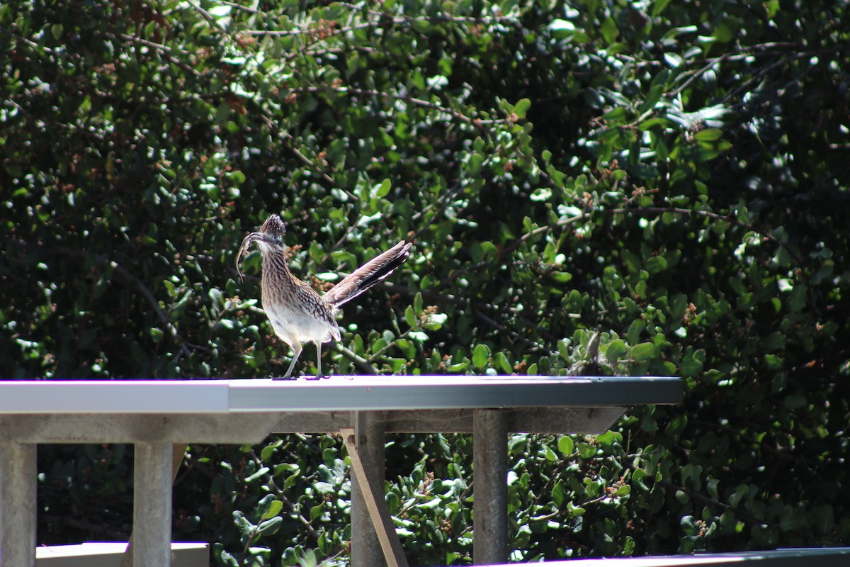 Greater Roadrunner - ML622088231