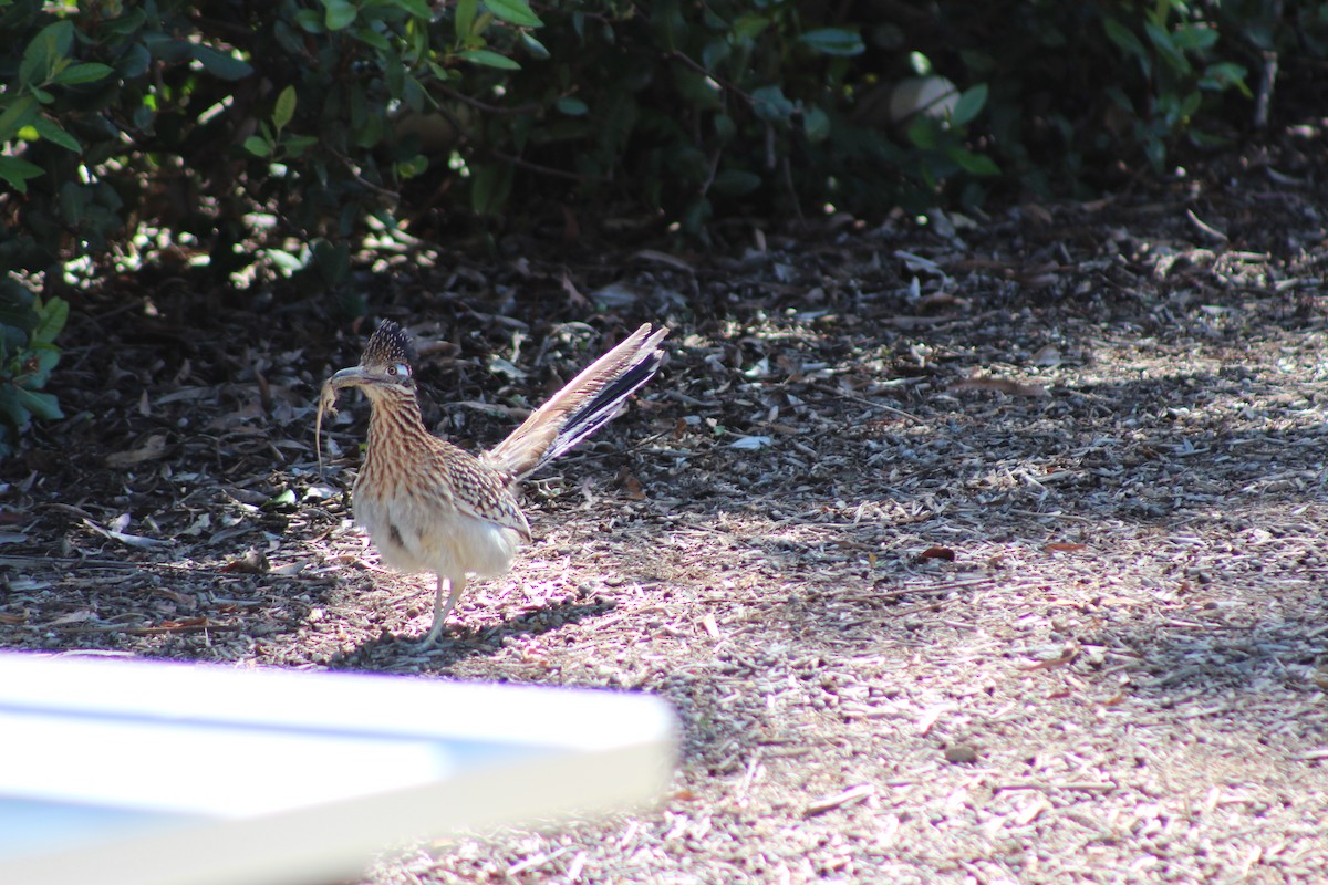 Greater Roadrunner - Jayden Forrest-Caldwell